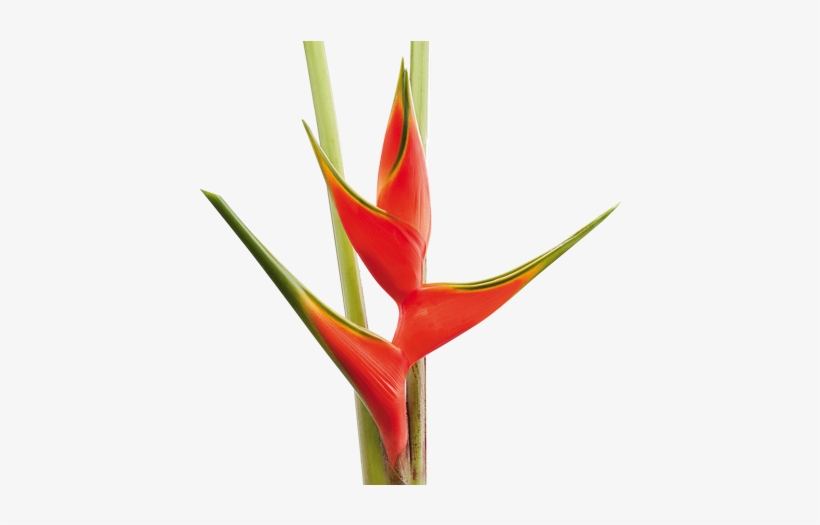 Heliconia Se Han Descrito Más De 250 Especies, De Las - Heliconias Hd Png, transparent png download