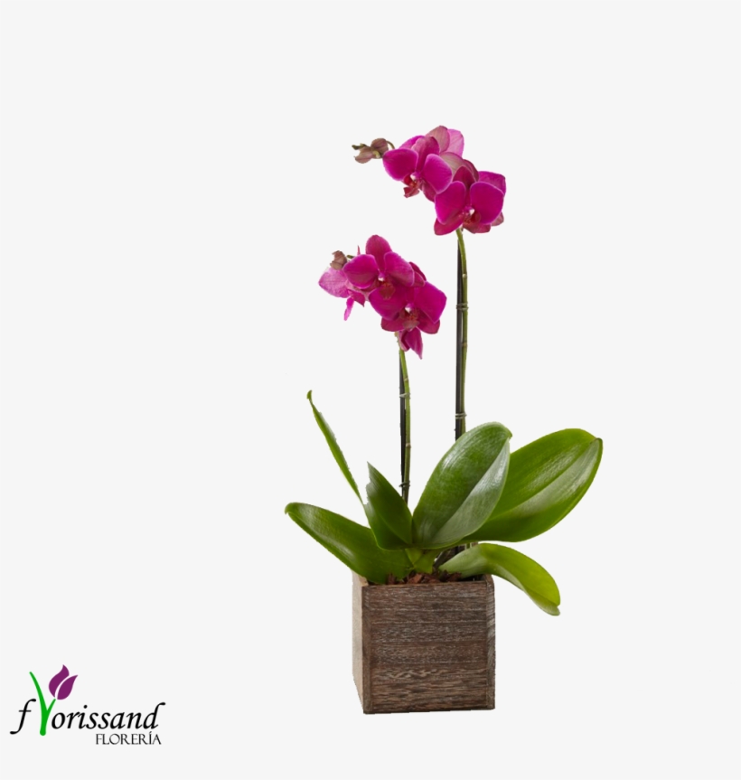 Orquídeas Phalenopsis - Orchids, transparent png download