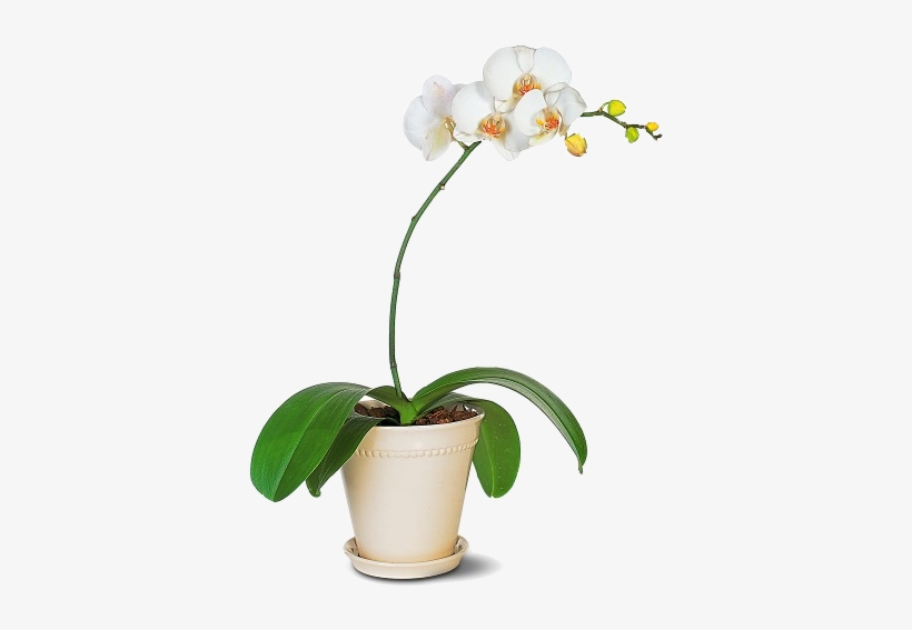 Propagando Orquídeas Desde Semilla En Casa - Phalaenopsis Orchid Png, transparent png download