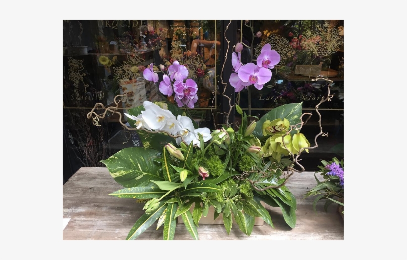 More Views - Boutique Flowers Panama, transparent png download