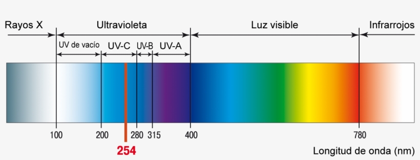 Los Rayos Uv De Menor Longitud De Onda, Son Aquellos - Longitud De Onda Radiacion Ultravioleta, transparent png download
