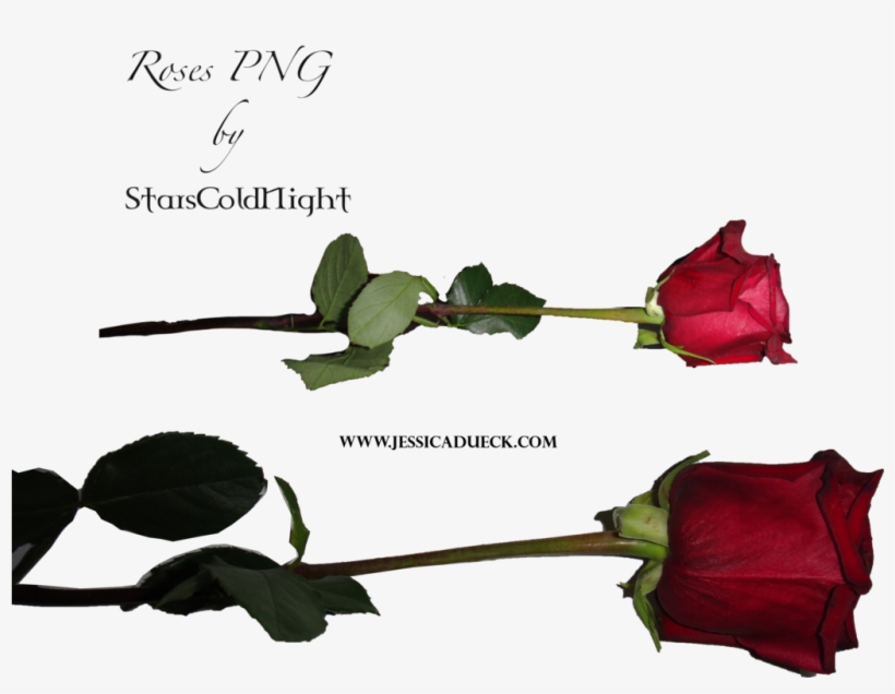 Rose Png Deviantart - Rose On Floor Png, transparent png download