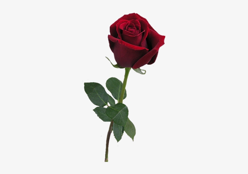Every Now And Then, A Lady Would Appreciate A Flower, - Blood Red Rose Png, transparent png download