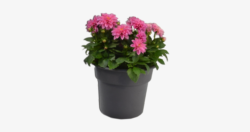 Dahlia, transparent png download