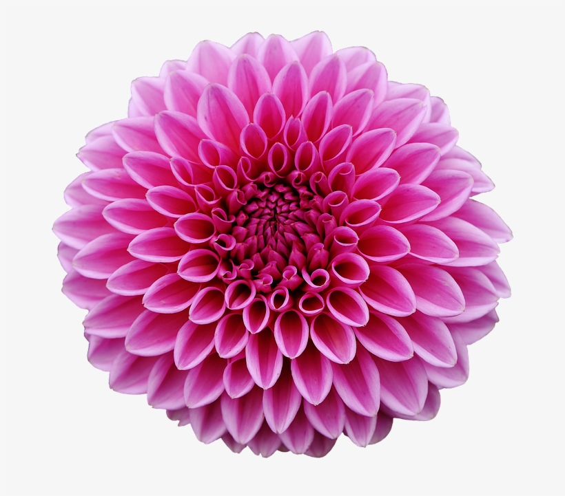 Dahlia Png Pic - Lps Sarvivalas, transparent png download