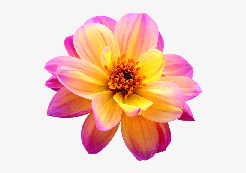 Dahlia Png Image - Dahlia Dreamy Fantasy, transparent png download