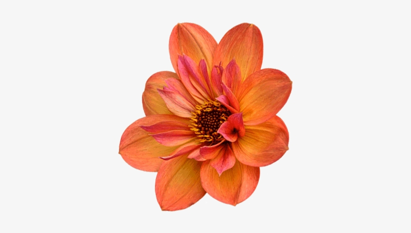 Dahlia Tigers Eye - African Daisy, transparent png download
