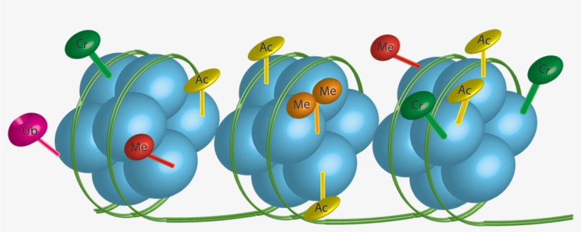 Michael Goldstein Lab - Radiation Oncologist, transparent png download