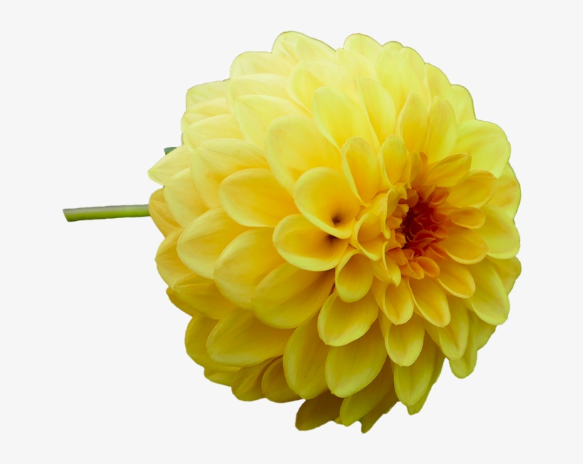 Dahlia, Dahlia Flower, Yellow, Garden, Late Summer - Stock.xchng, transparent png download