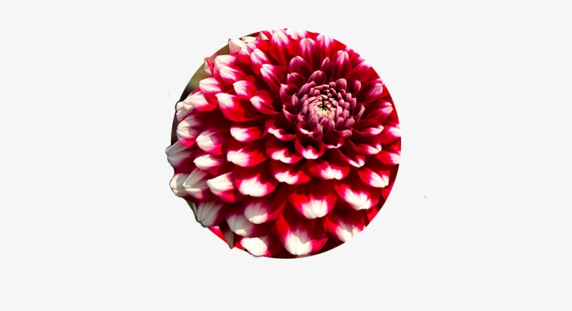 Circular Close-up Photo Of Checkers, A Red With White - Swan Island Dahlias, transparent png download