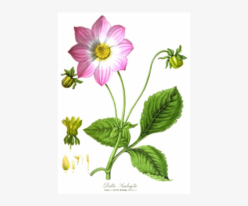 Dahlia - Various Sizes - African Daisy, transparent png download