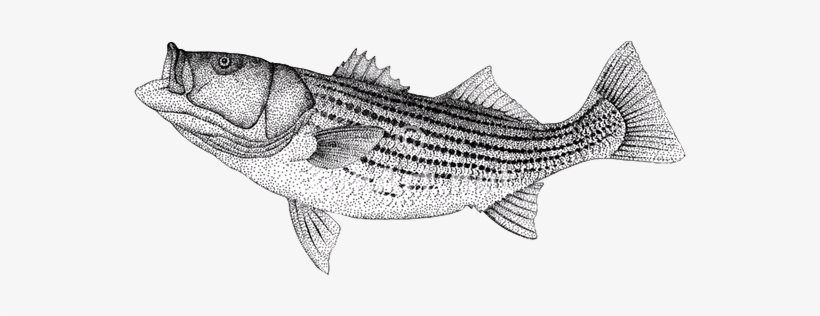 Striped Bass Sticker (oval), transparent png download