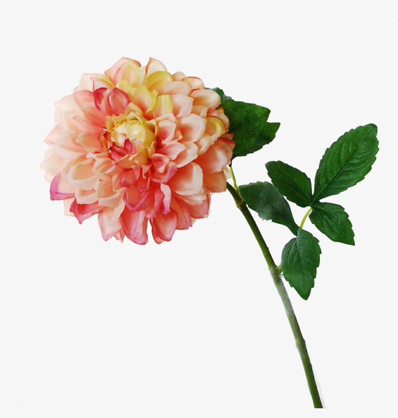 Dahlia-pink - Dahlia, transparent png download