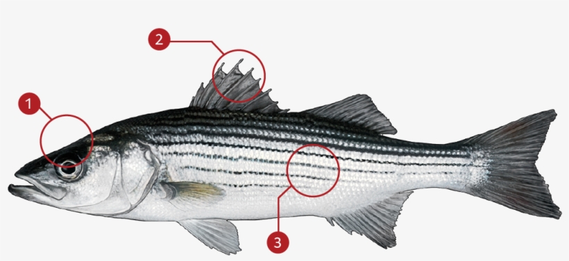How To Identify A Striped Bass - Striped Bass Images Black And White, transparent png download