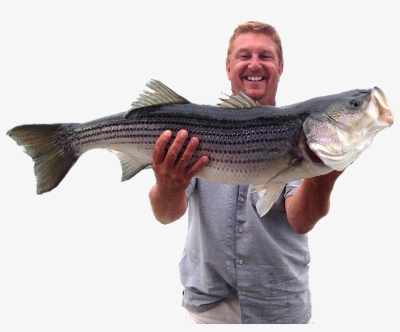 Southeastern Ct Charter Fishing - Striper Bass, transparent png download