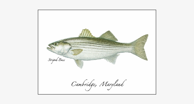 Striped Bass, transparent png download