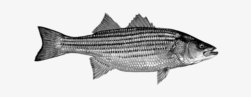 Where To Find It - Striper Bass, transparent png download