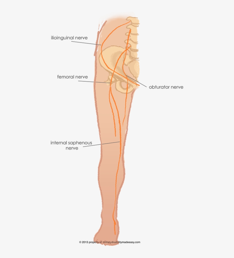 Parent Directory - Nerves Of The Leg, transparent png download