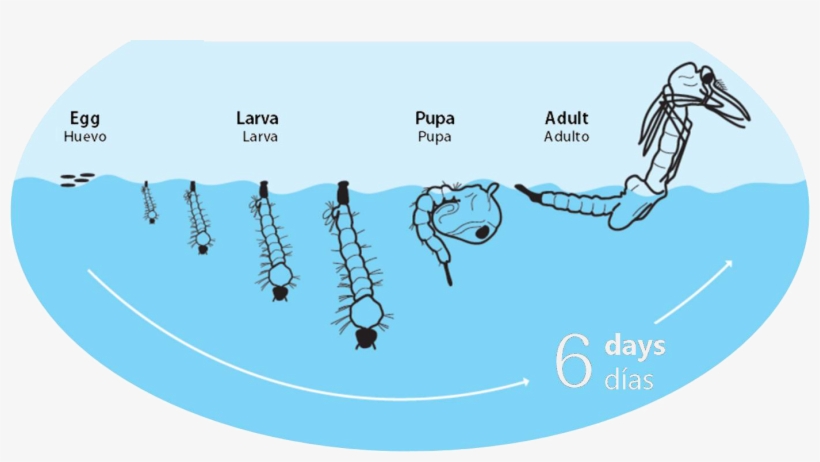 Ciclo De Vida Del Mosquito Tigre - Mosquitos Ciclo De Vida, transparent png download