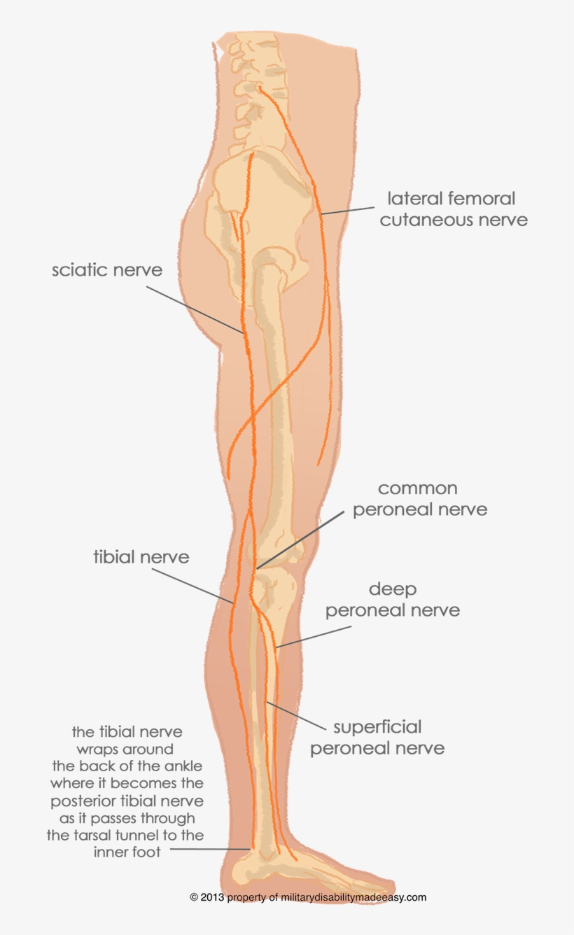 Jpg Royalty Free Stock Nerves Of The Back - Nerves Of The Leg, transparent png download