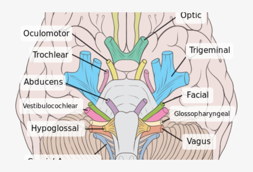 All 12 Cranial Nerves And Their Function Inferior View Of The Brain Png Image Transparent Png Free Download On Seekpng
