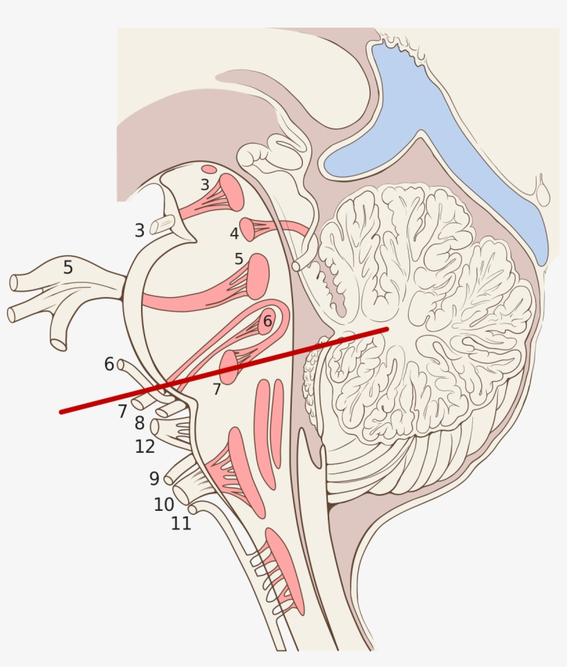 Brain Stem Sagittal, transparent png download