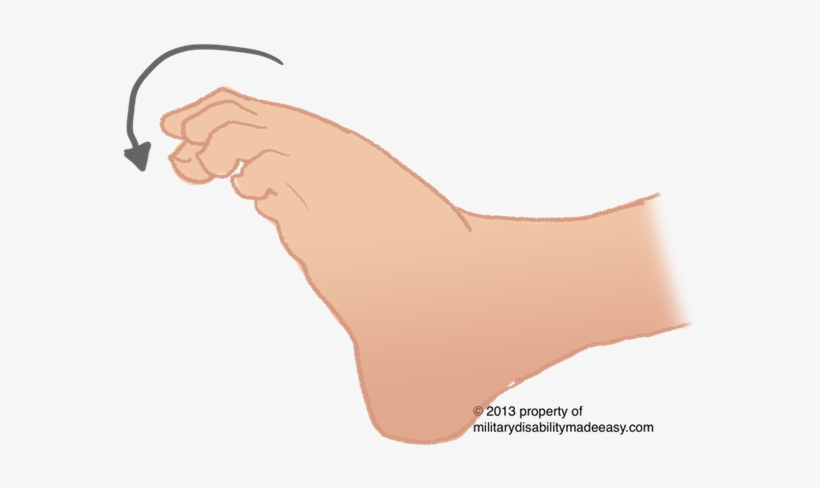 Lower Nerve 12 - Paw, transparent png download