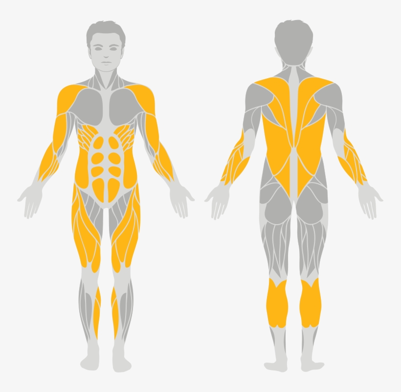Timber And Steel Ladder Used Primarily For Improving - Plank Hip Dips Muscles Worked, transparent png download