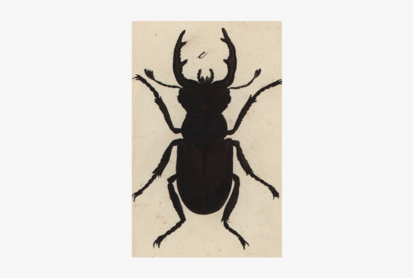 Insect Silhouette - Beetle, transparent png download