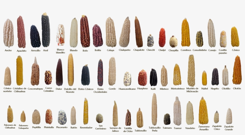 Examples Of Some Of The 59 Native Mexican Maize Landraces - Que Es Diversidad Genetica, transparent png download