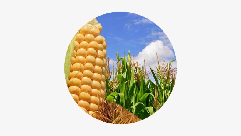 Maíz - Dia Mundial Del Maiz, transparent png download