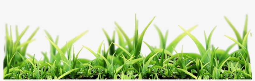 Austar México - Nature Png, transparent png download