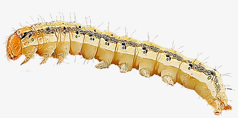 Estos Gusanos Hambrientos Devoran Las Mazorcas De Maíz, - Corn Earworms, transparent png download