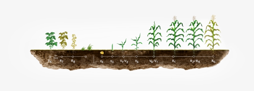 Etapas En El Cultivo De Maíz - Etapas Del Cultivo De Maiz, transparent png download