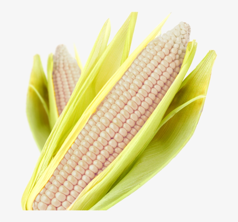 Maiz Para La Industria De La Maza Y La Tortilla - Maize, transparent png download