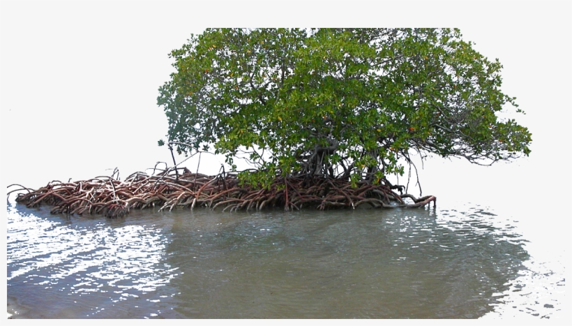 Mangroves Papua New Guinea, transparent png download