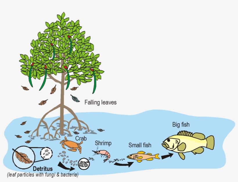 Nursery Of The Sea - Mangrove As Nursery Ground, transparent png download