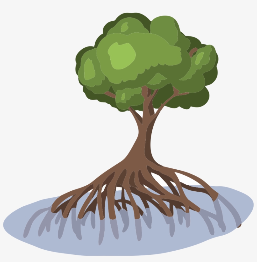 Mangrove - Mangrove Cartoon, transparent png download