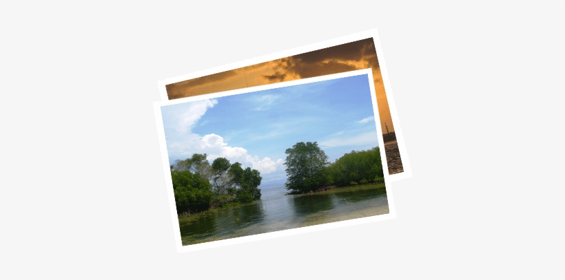 Mangrove Tour Lembongan - Mangrove Forest, transparent png download