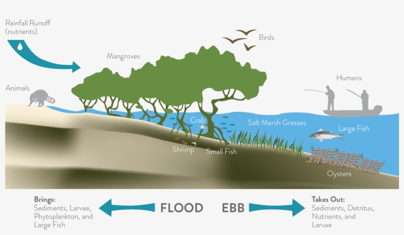 The Living Shoreline Infographic - Living Shoreline, transparent png download