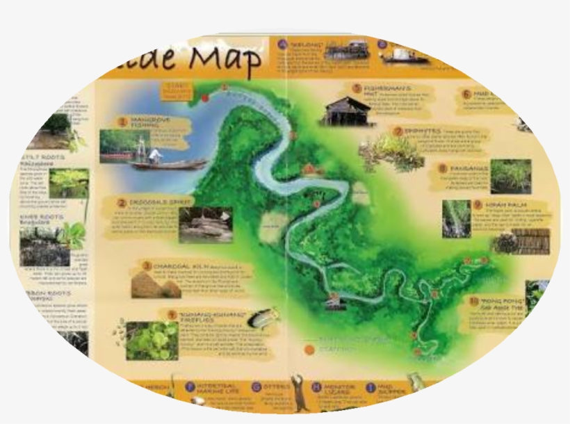 Taxi Service Return Land Transfer From Your Hotel To - Mangrove Tour Bintan, transparent png download