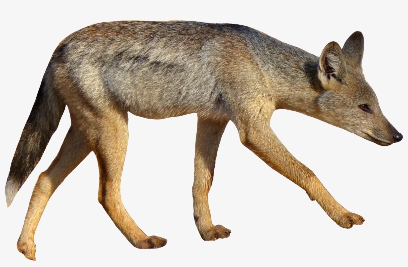 Coyote With White Background, transparent png download