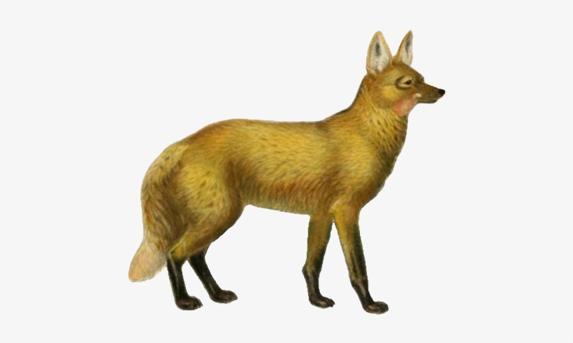 Dogs, Jackals, Wolves, And Foxes - Wolf, transparent png download