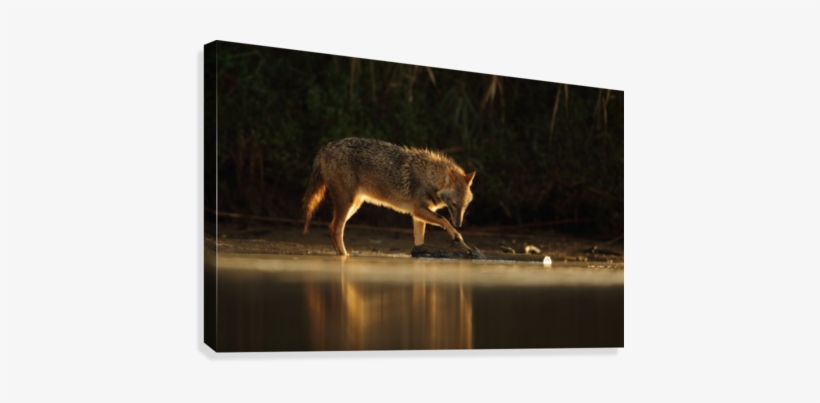 Jackal Morning Play By Assaf Gavra Canvas Print - Coyote, transparent png download