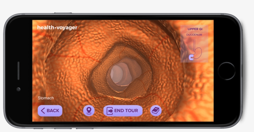 Healthvoyager - Stomach - Boston, transparent png download