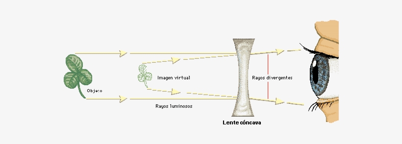 Capaz De Desviar Rayos De Luz - Mecanismo De La Vision, transparent png download