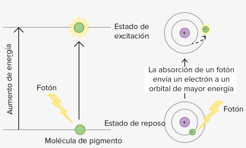Excitacion De La Clorofila, transparent png download