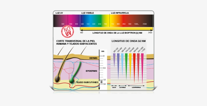 No Uv Es - Fototerapia Longitud De Onda, transparent png download