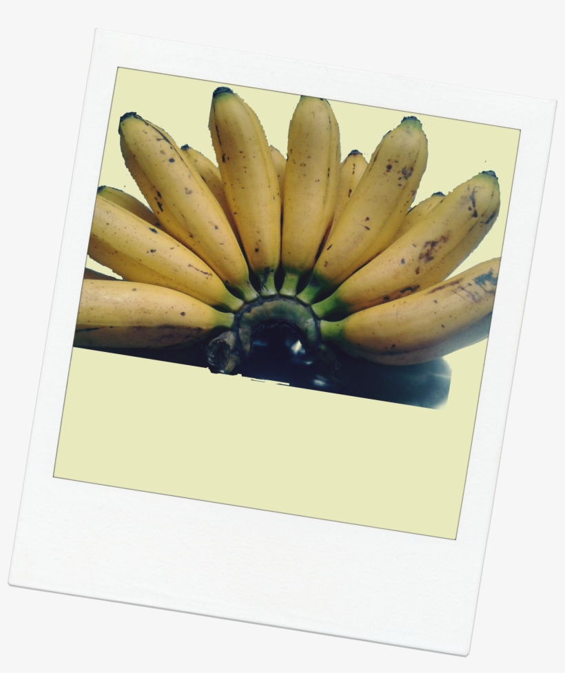 De Donde Menos Te Los Esperas, Salen Los Rayos Del - Saba Banana, transparent png download