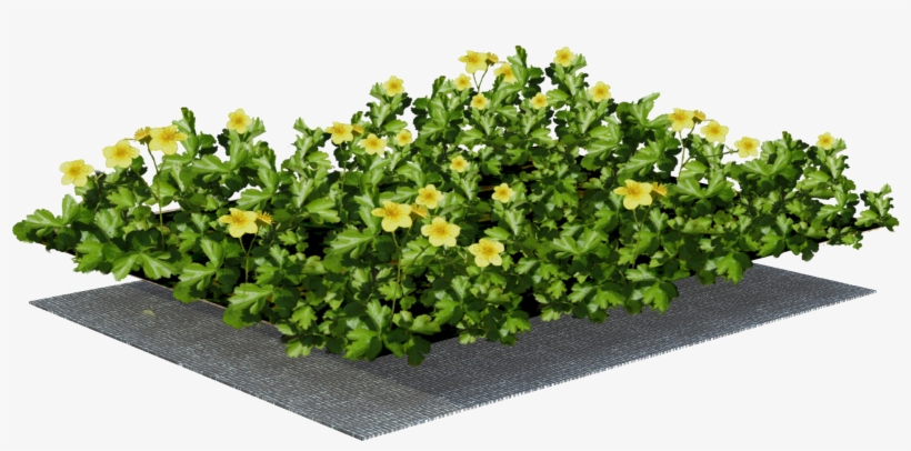 Sempergreen Plant Mat - Structure, transparent png download